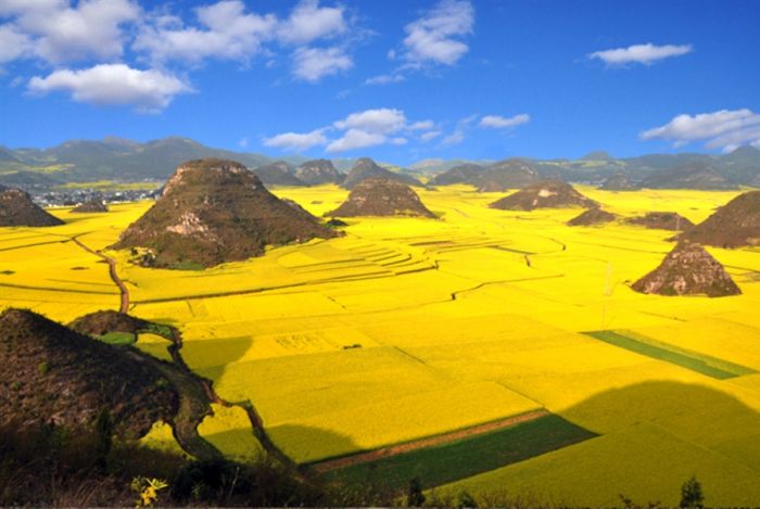 Campos de flores de canola China