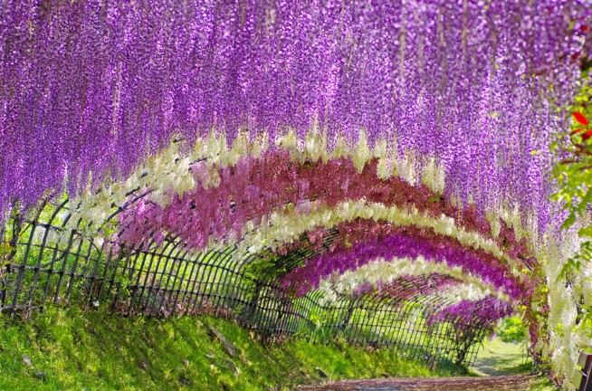 Wisteria tunel de flores Japon