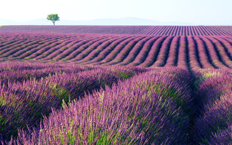 campos de lavanda francia