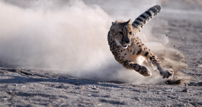 guepardo cazando