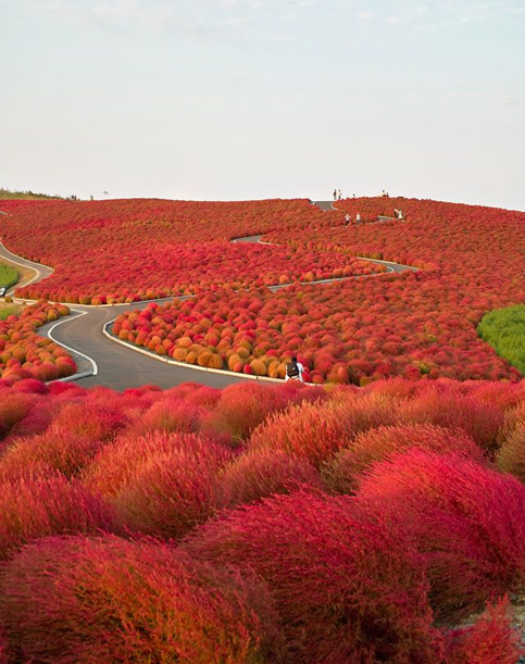 Hitachi Seaside Park  Japón