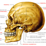 Huesos craneo