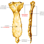 huesos del externon