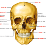 Huesos craneo