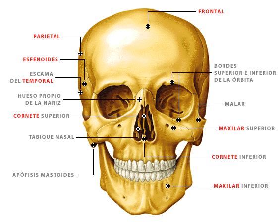 Huesos craneo