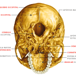 Huesos craneo