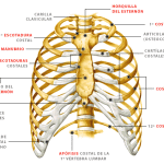 Huesos costillas