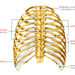 torax huesos