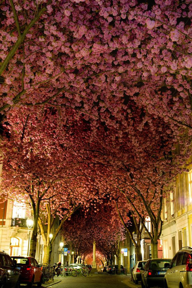 Túnel Cherry Blossom Alemania